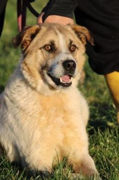 Grisu - wunderbarer Familienhund