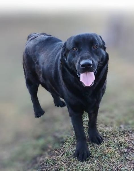 DORIAN 🧡🧡🧡 MÖCHTE IHR HERZ EROBERN