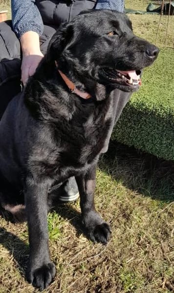 DORIAN 🧡🧡🧡 MÖCHTE IHR HERZ EROBERN