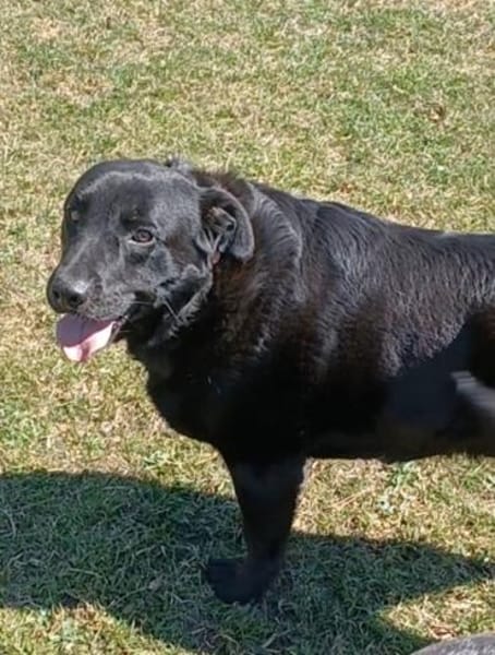 DORIAN 🧡🧡🧡 MÖCHTE IHR HERZ EROBERN