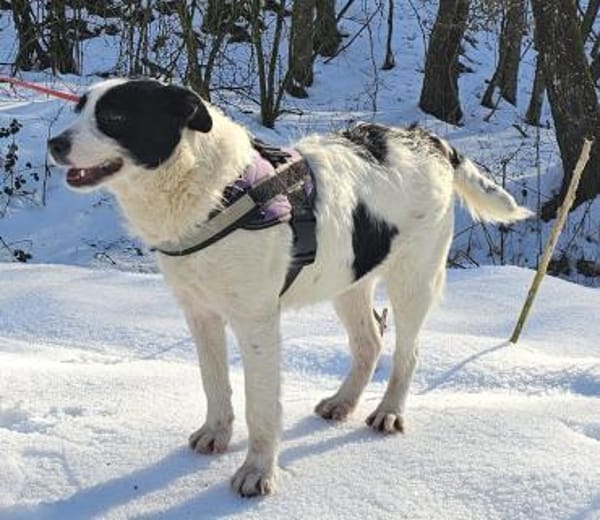 Dalma - feine Hundeseele