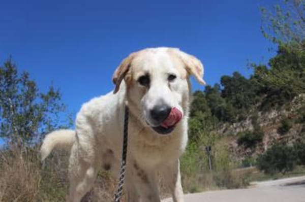 Weisser Riese in Rheinland Pfalz