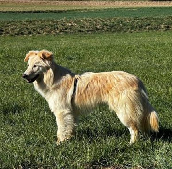 Traumhündin Ada bereits in Bayern