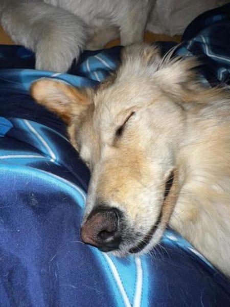 Traumhündin Ada bereits in Bayern