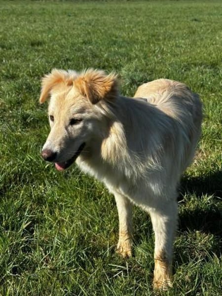 Traumhündin Ada bereits in Bayern