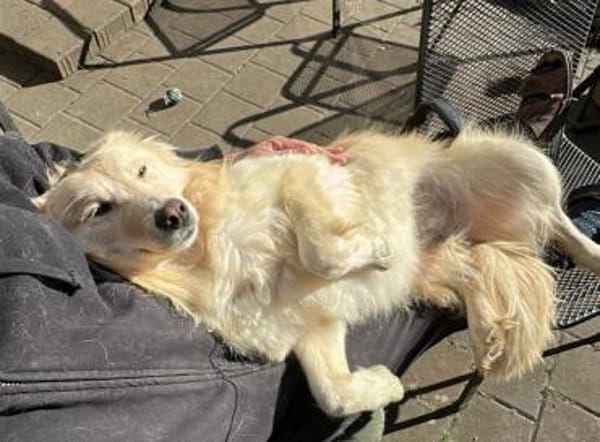 Traumhündin Ada bereits in Bayern