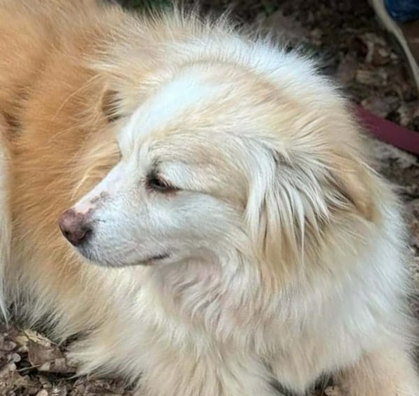 Rosa  wartet in PLZ 75217 auf Besuch