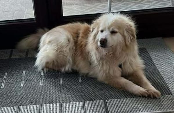 Rosa  wartet in PLZ 75217 auf Besuch