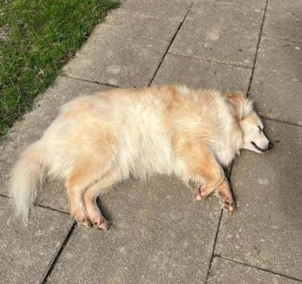 Rosa  wartet in PLZ 75217 auf Besuch