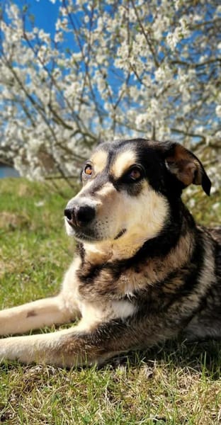 Millow - ein liebevoller Begleiter