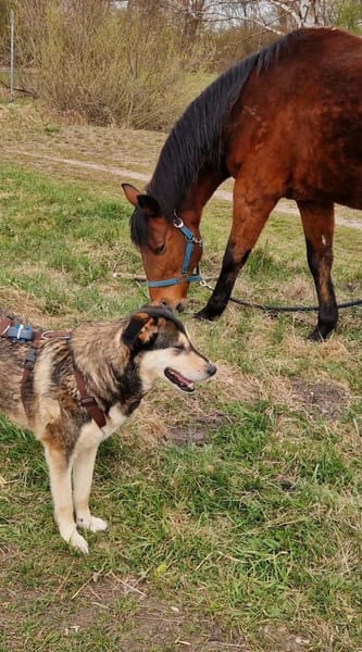 Millow - ein liebevoller Begleiter