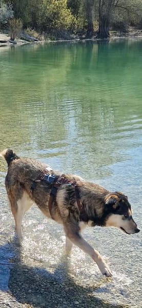 Millow - ein liebevoller Begleiter