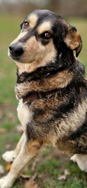 Millow - ein liebevoller Begleiter