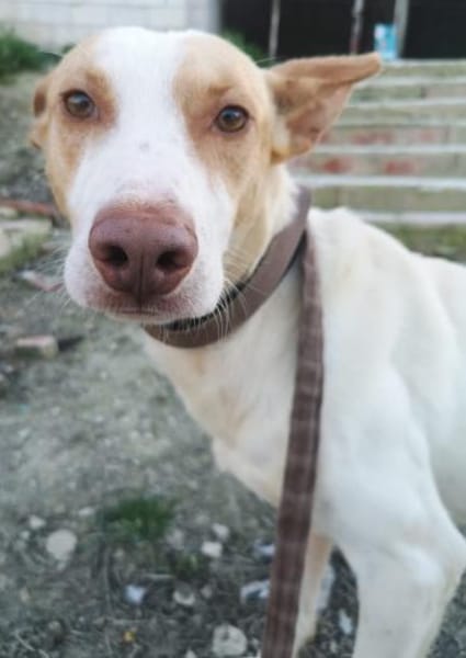 Newton, noch schüchtern