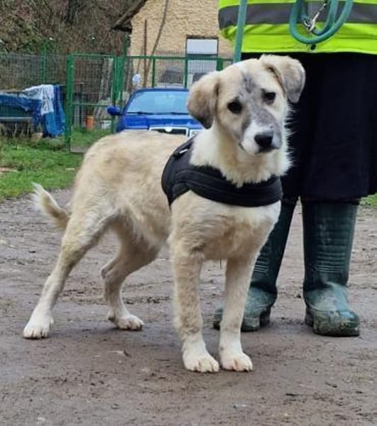 Mara - süße Maus sucht ihre Familie