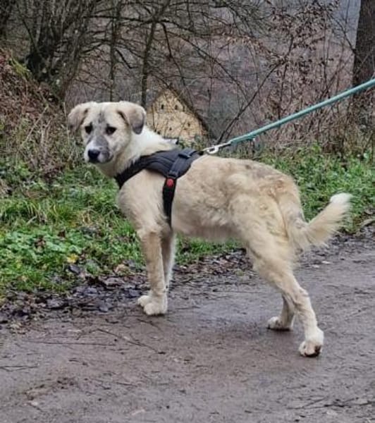 Mara - süße Maus sucht ihre Familie