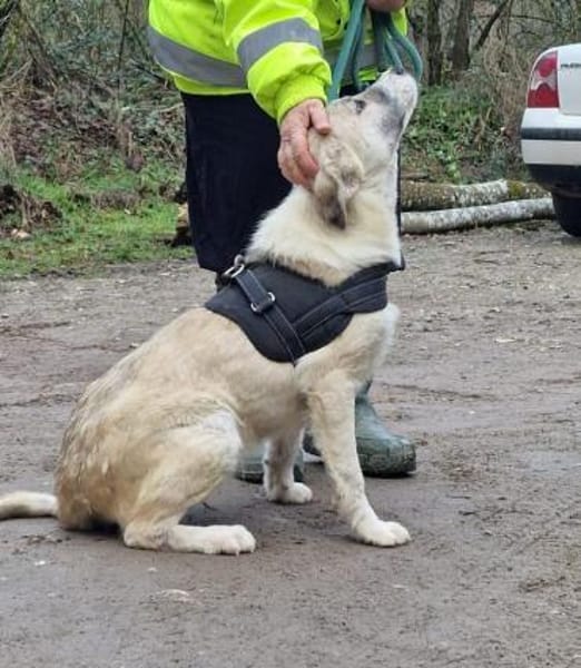 Mara - süße Maus sucht ihre Familie