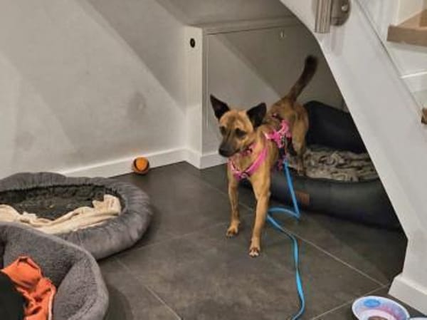 TIGRETTO - auf PS in NRW