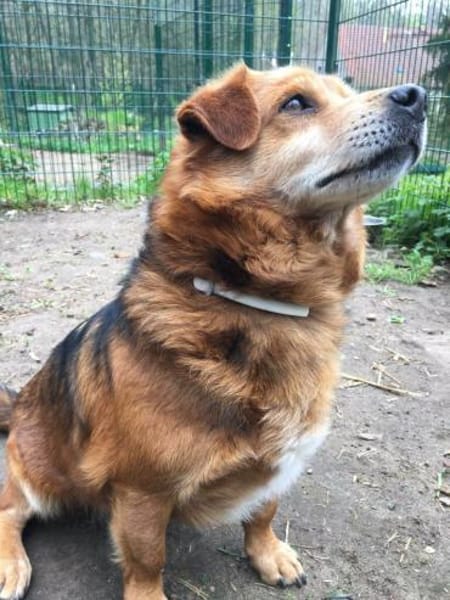 Noch eine Chance für Raffi?