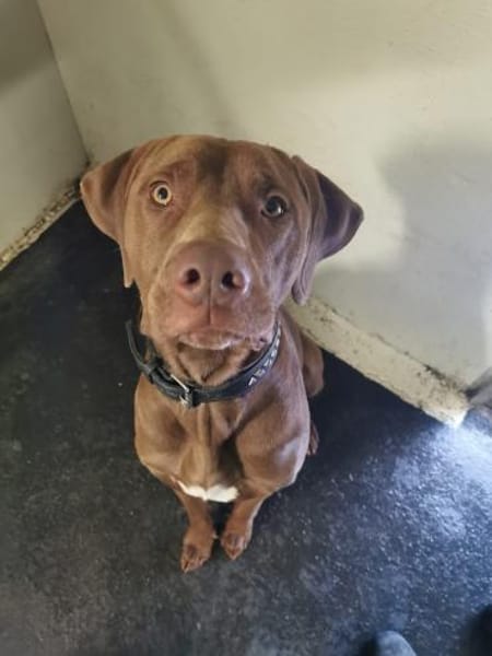 JACK, freundliches Powerpaket