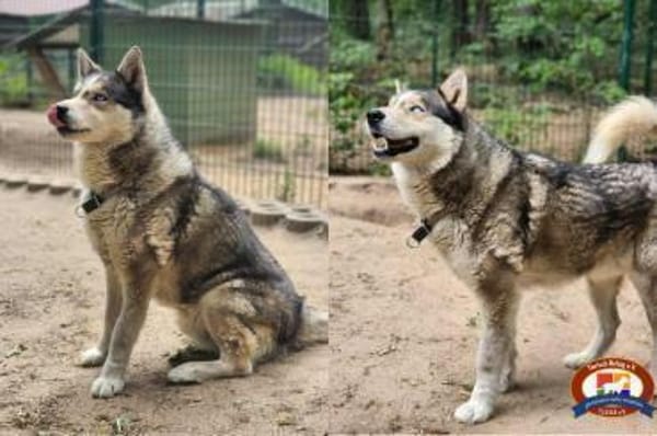 Bildhübscher Husky Rüde - Wicky