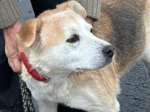 Raban - sehr lieb u. verschmust