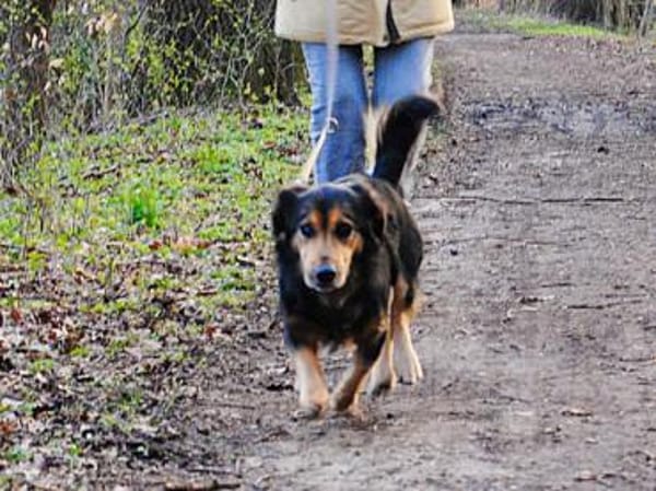 Lucky wünscht sich richtiges Zuhause