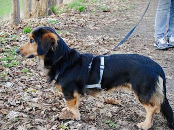 Lucky wünscht sich richtiges Zuhause