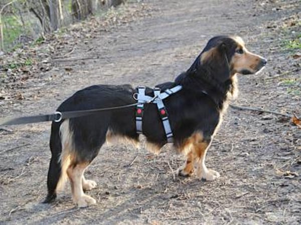 Lucky wünscht sich richtiges Zuhause