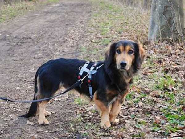 Lucky wünscht sich richtiges Zuhause