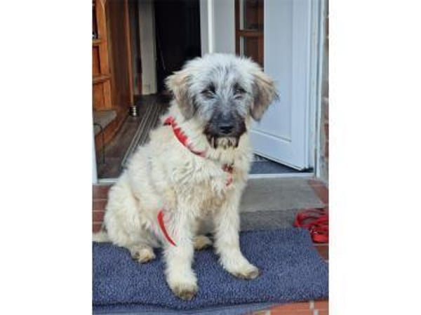 Smila - wartet in 21354 Bleckede