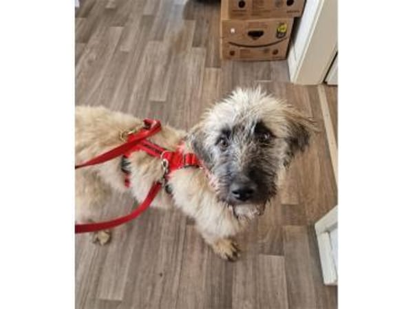 Smila - wartet in 21354 Bleckede