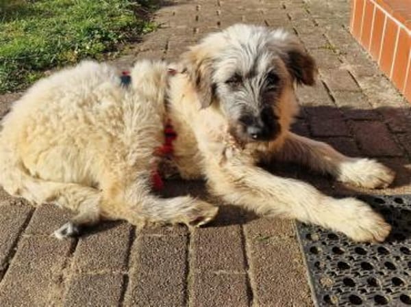 Smila - wartet in 21354 Bleckede