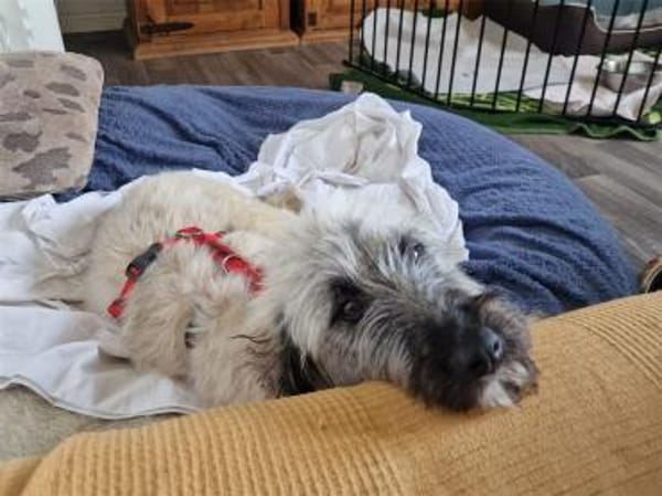 Smila - wartet in 21354 Bleckede