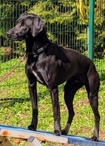 Leo, schwarze Schönheit