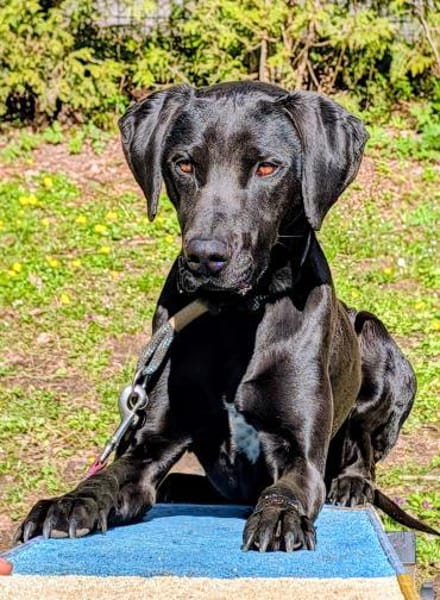 Leo, schwarze Schönheit