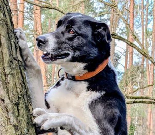 Trude, ein ganz großer Schatz