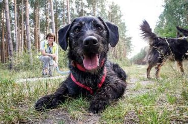 Charly su. hundeerfahrene Besitzer