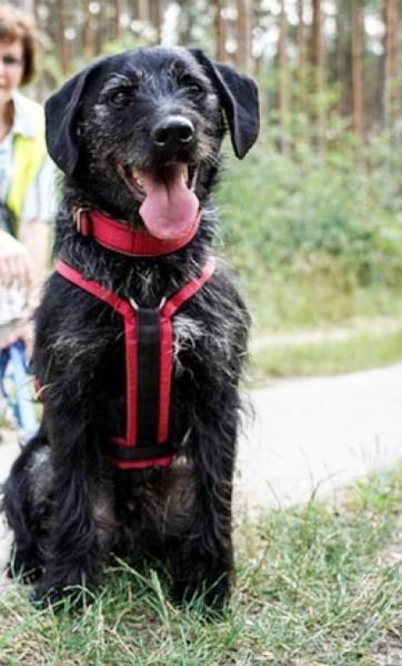 Charly su. hundeerfahrene Besitzer