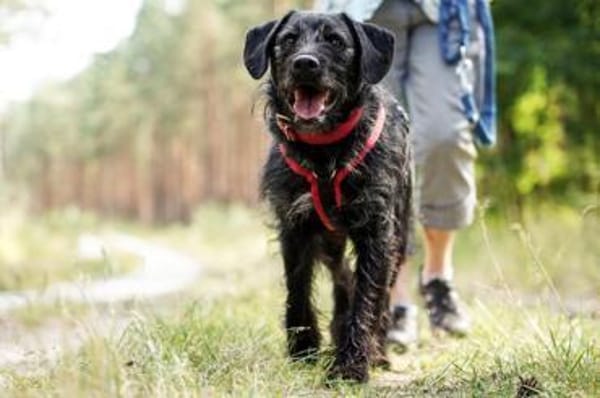 Charly su. hundeerfahrene Besitzer