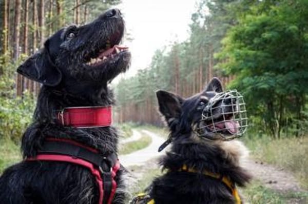 Charly su. hundeerfahrene Besitzer