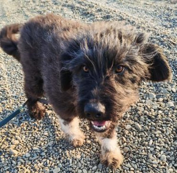 Jette, eine super liebe Wuscheline