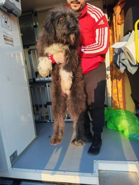 Jette, eine super liebe Wuscheline