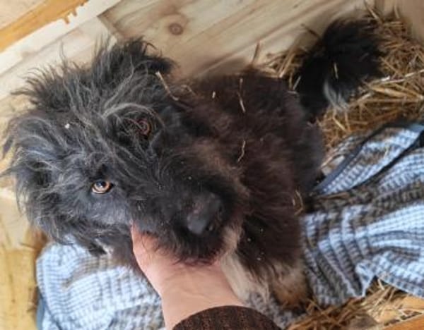 Jette, eine super liebe Wuscheline