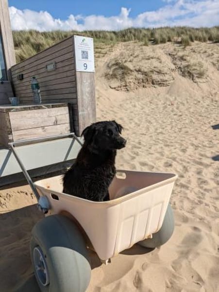 Lebensfrohe RINA sucht ihr forever home