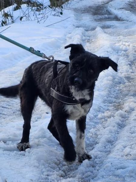 Mele - Zuckerschnecke