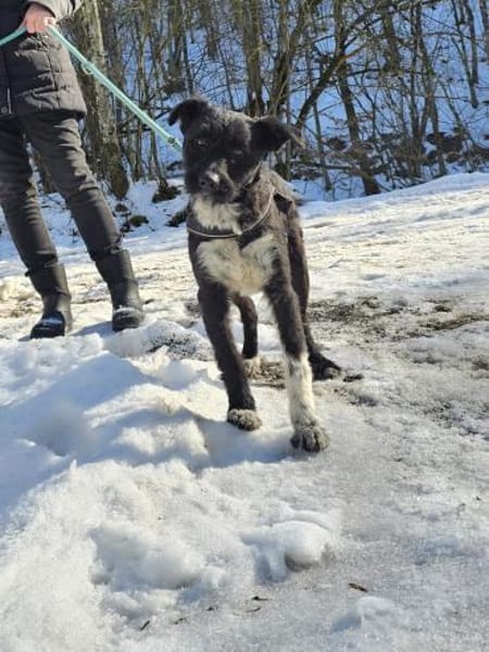 Mele - Zuckerschnecke