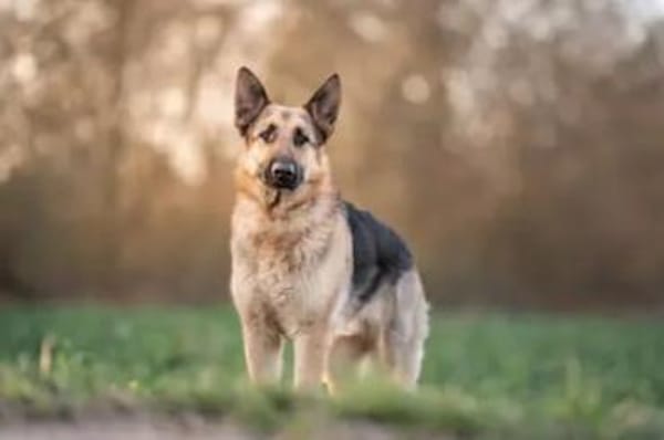 Bandito - ein Rohdiamant