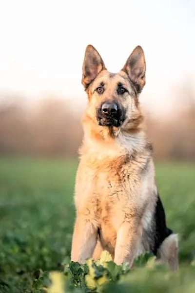 Bandito - ein Rohdiamant