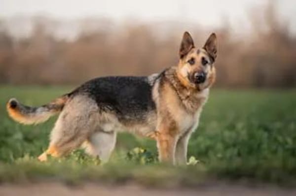 Bandito - ein Rohdiamant